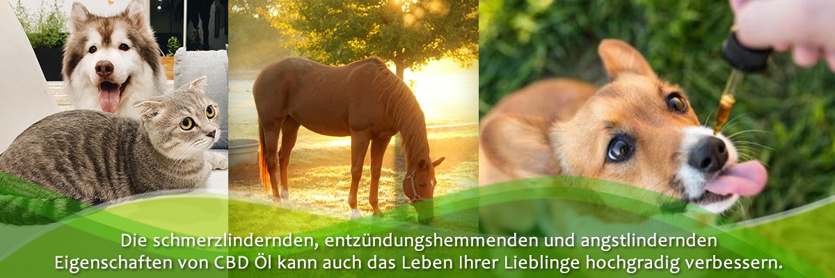 CBD für Tiere