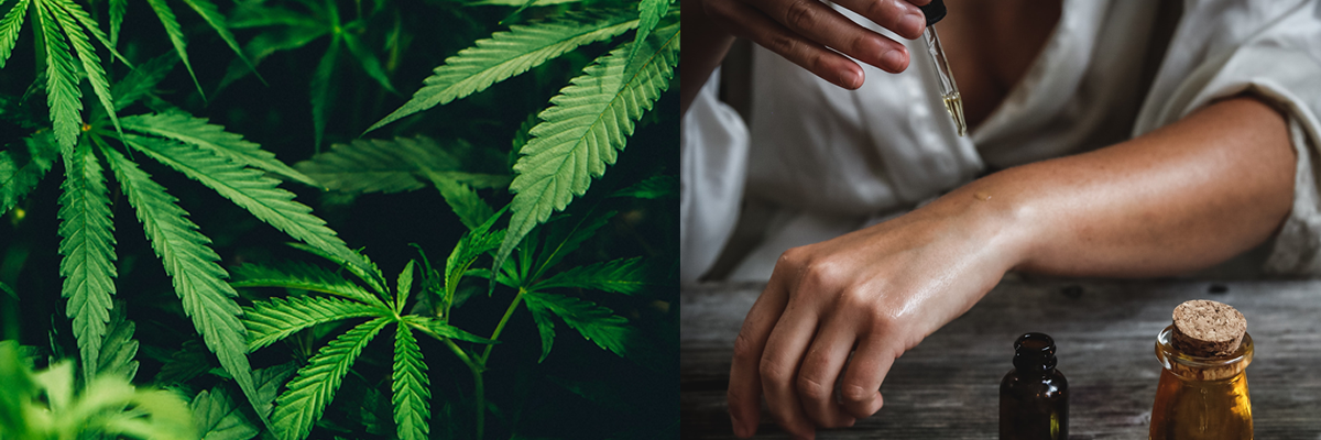 CBD Öl Fragen und Antworten